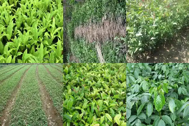 桂花树未来前景怎么样呢1683249768799