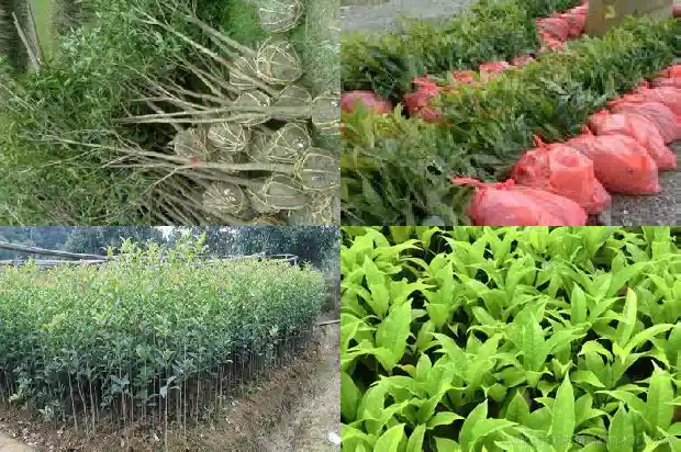桂花行情持续低迷的原因是1683249780860