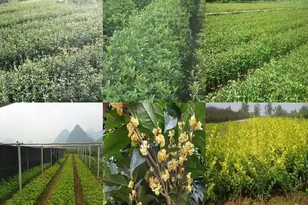 桂花行情持续低迷的原因是1683249780908