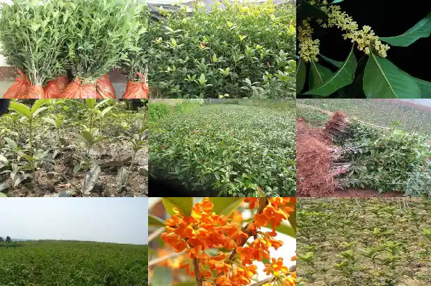 桂花行情持续低迷吗为什么1683249792760