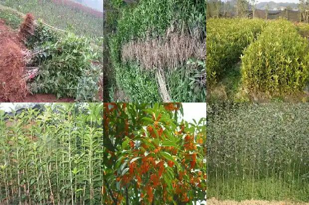 桂花行情持续低迷吗为什么1683249792900
