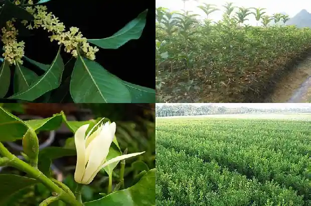 今年桂花开得特别好1683249802500