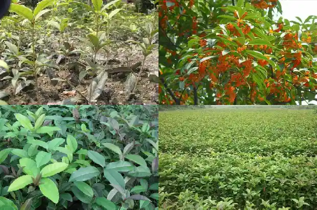 桂花小树苗价格多少钱一棵1689985600837