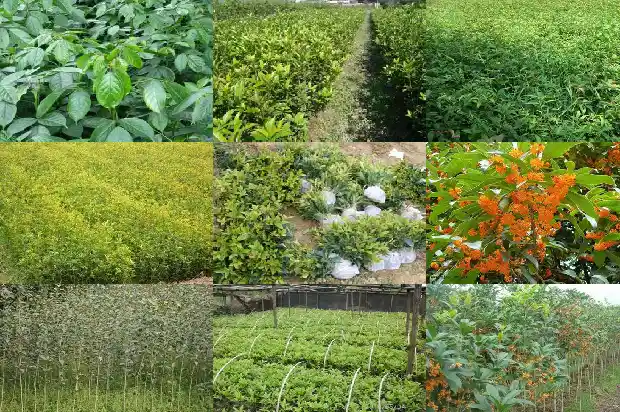 桂花树八月份能移栽吗1690504385480