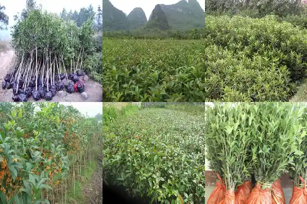 桂花树什么时间拉枝1690418064335
