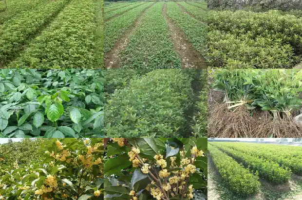 为什么今年桂花1683249822002
