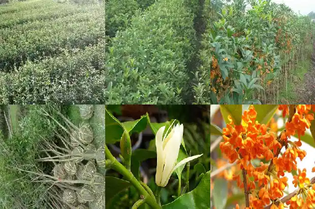 桂花的作用和用处1689313473257