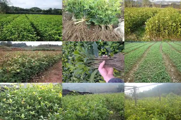 桂花今年怎么还没开花1683249829369