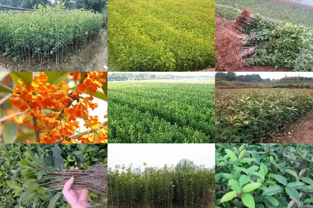 桂花今年怎么还没开花1683249829414