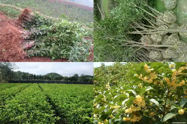 桂花今年不开花是什么原因1683249837383
