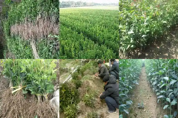 桂花价格行情20201683249858697