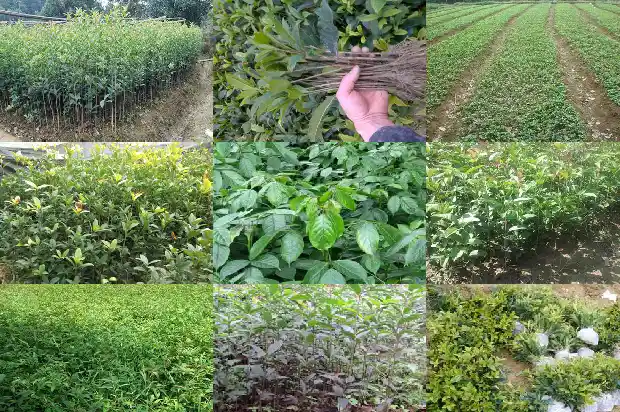 桂花价格行情20201683249858744