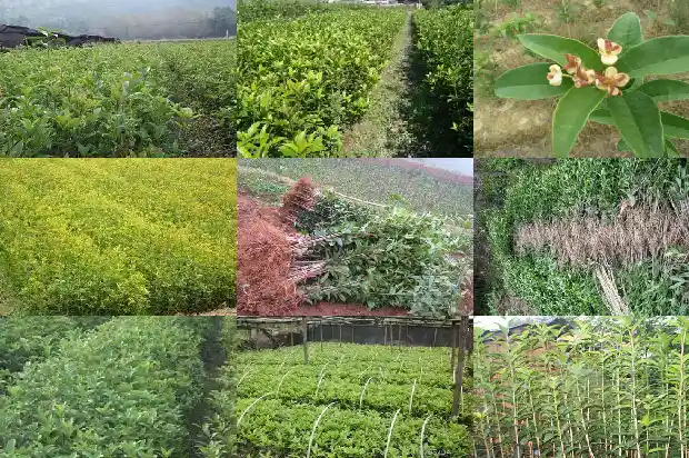 桂花价格行情20201683249858840