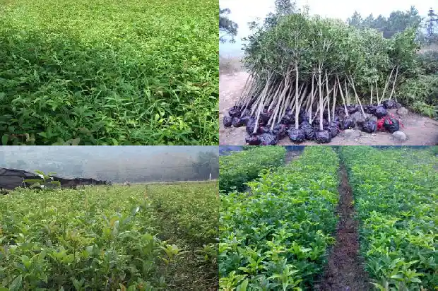 桂花树的行情分析怎么写的1683249878519