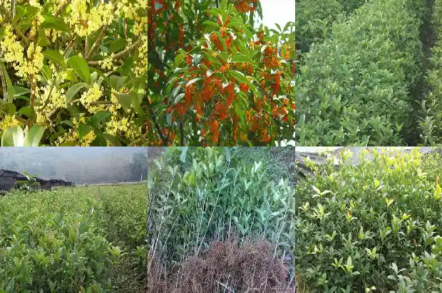 4公分桂花树价格表1689639948286