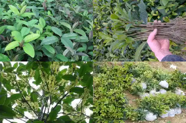 怎么样的桂花树形容词1683249896018