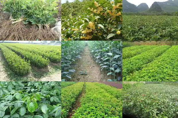 怎么样的桂花树形容词1683249896066