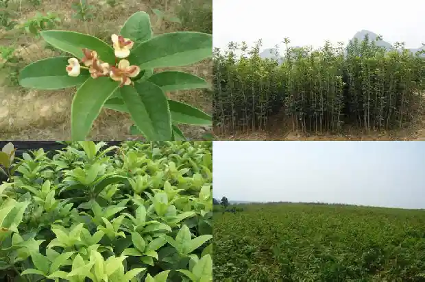 湖南桂花树的价格是多少钱一棵呀1690332061708