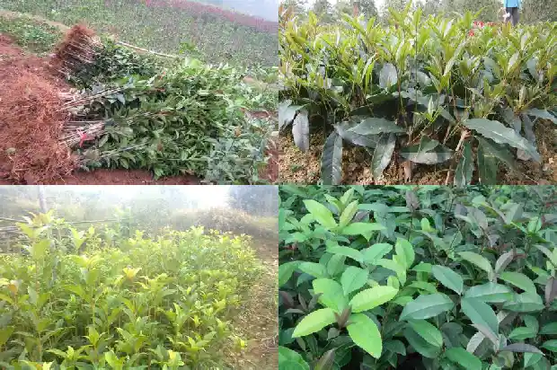 去年买的桂花树今年不开花了怎么办1683249920506