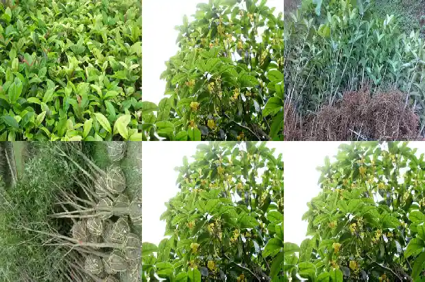 去年买的桂花树今年不开花了怎么办1683249920601