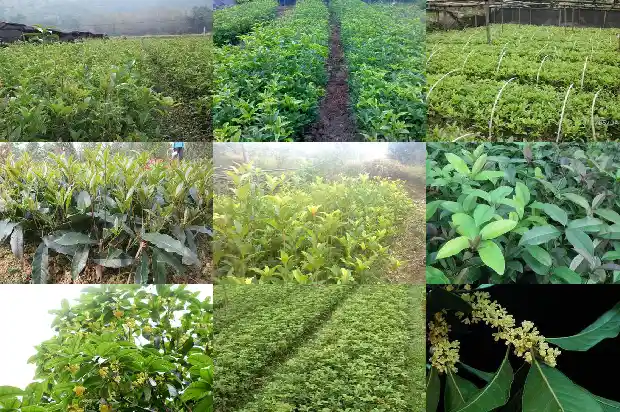 一般桂花树价格多少钱一盆1689898466325