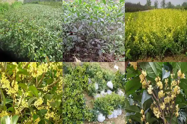 成年桂花树多少钱一根啊1690243759834