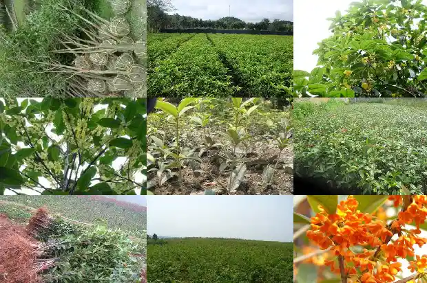 最老的桂花树1683249944357