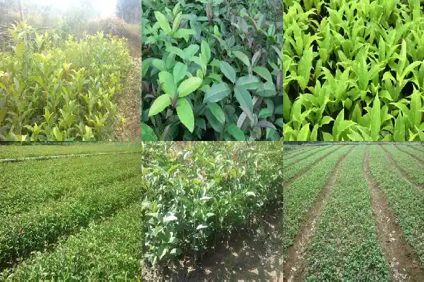 最老的桂花树1683249944405