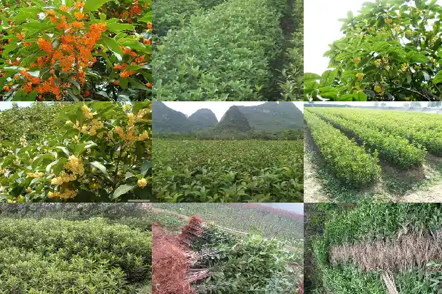 最老的桂花树1683249944453