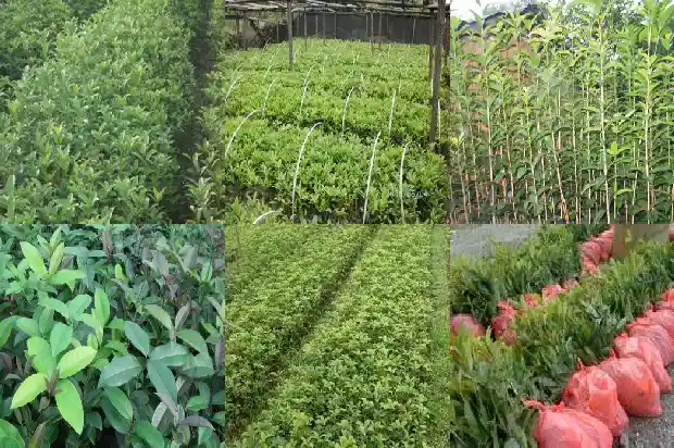 桂花树寿命一般多少年1683249954060