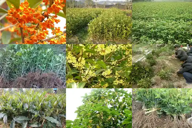 便秘可以喝桂花乌龙茶吗1689576149235