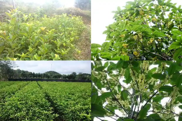 桂花树行情最新消息新闻发布会1683249976716