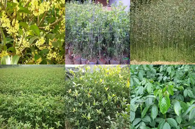 桂花树市场行情走势如何分析1683249992751