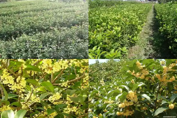 桂花泡酒比例是多少1689576917476