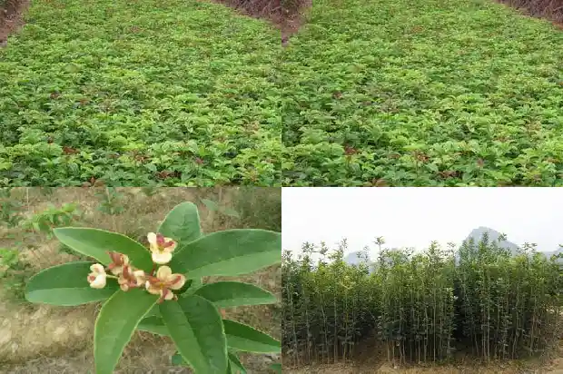 桂花树市场前景如何样1683250000621