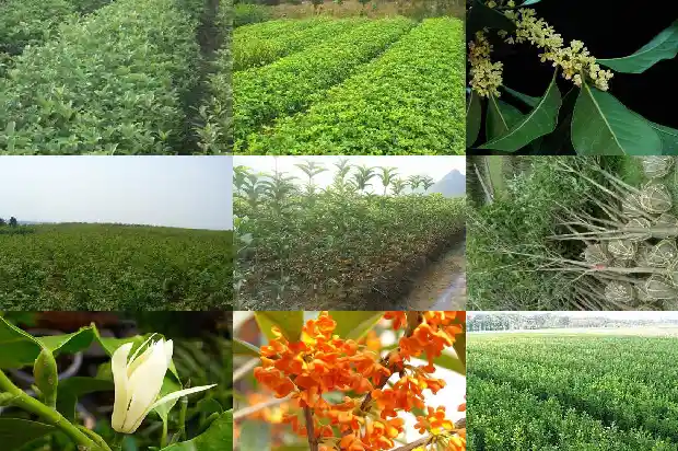 八月桂花树苗栽培方法1683250039699