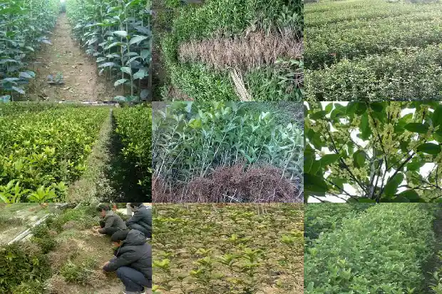 八月桂花树苗哪里的好看1683250047211