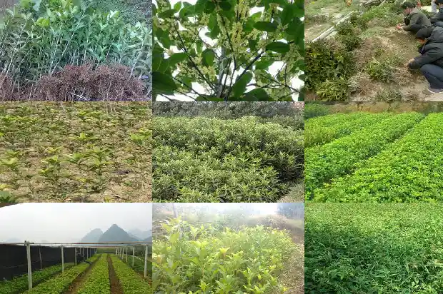 移栽桂花树价格多少钱一盆啊1683250059172