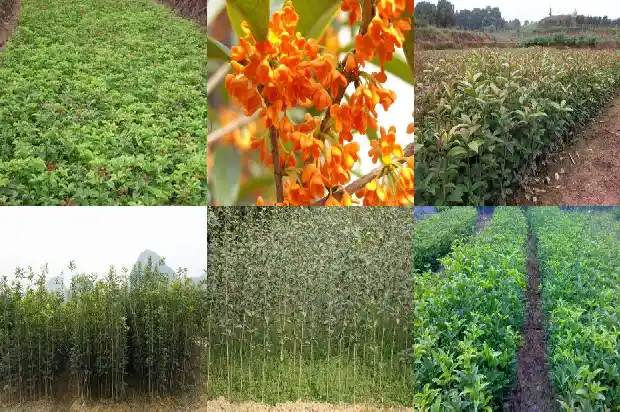 移栽桂花树价格多少一棵好呢1683250069146