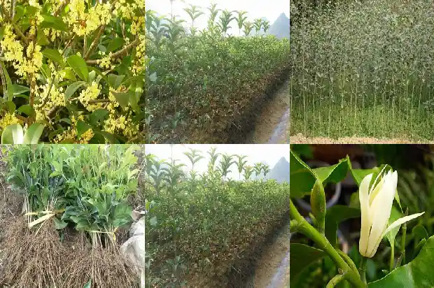 移栽桂花树价格多少一棵好呢1683250069193