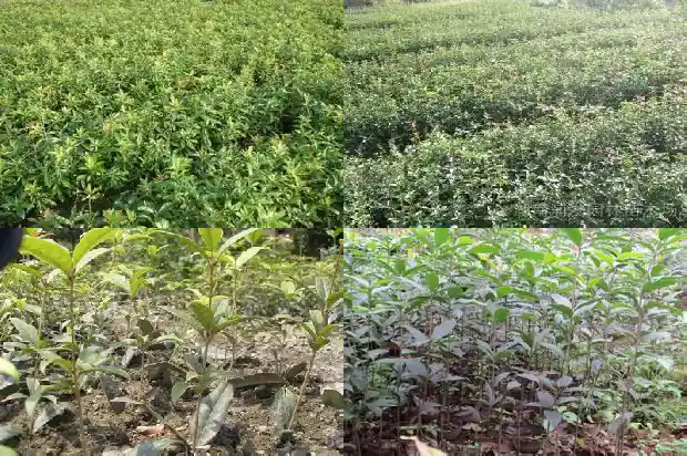 移栽桂花树价格多少一棵好呢1683250069241