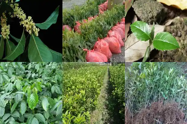 桂花树多少钱一棵10公分长的树木1683250079264