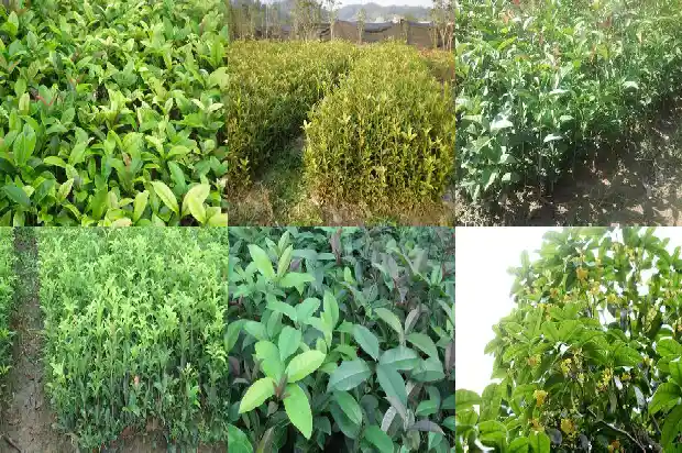 桂花树多少钱一棵10公分长的树木1683250079310