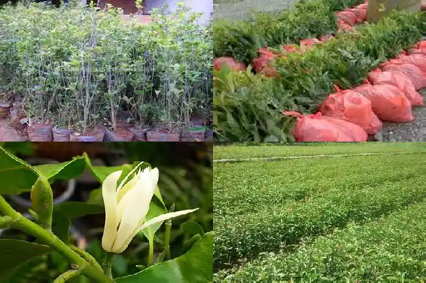 桂花树多少钱一棵10公分长的树木1683250079357