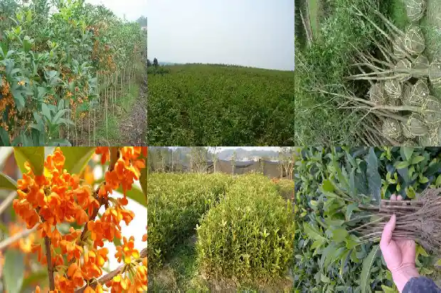 桂花树移栽多久才算真正成活了呀1683250087264