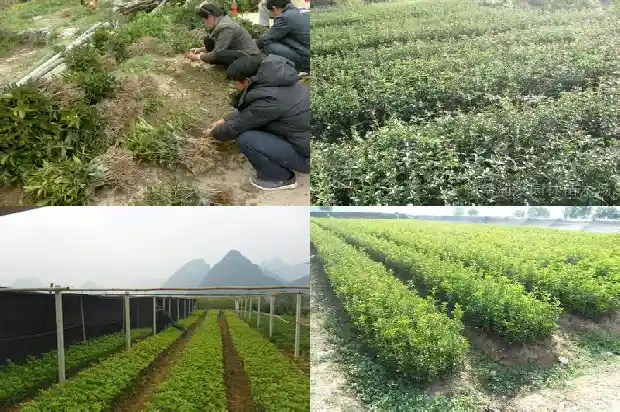 桂花树移栽多久才算真正成活了呀1683250087312