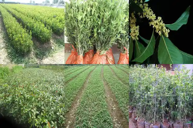 桂花树移栽多久开花啊1683250097043