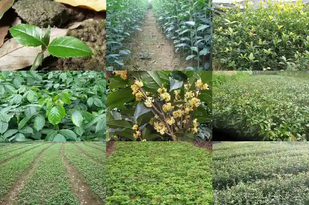 桂花树移栽多久开花啊1683250097091