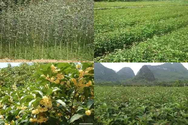 桂花树叶有什么功能和功效呢1689576795306