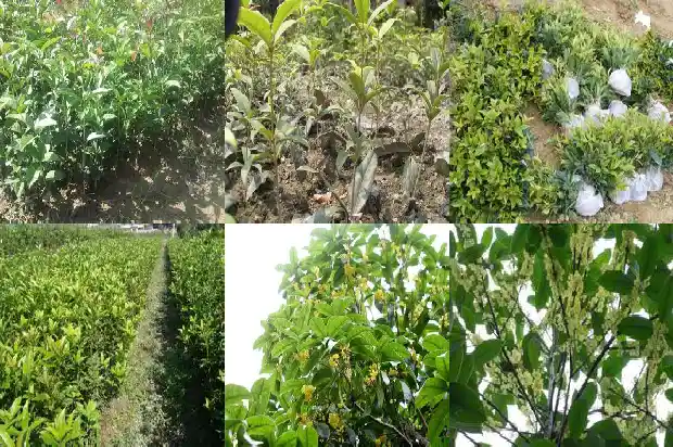 桂花树移栽多久发芽1683250125042